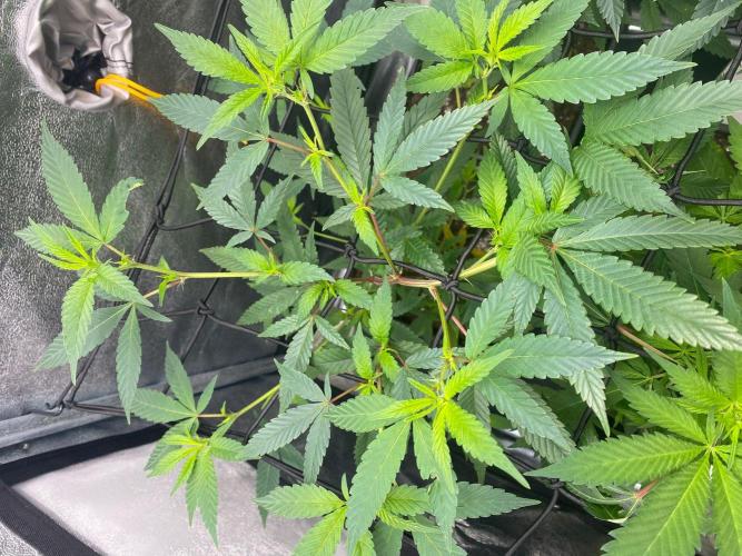 Cap Junky (Seed Junky Genetics Cut). Week 4