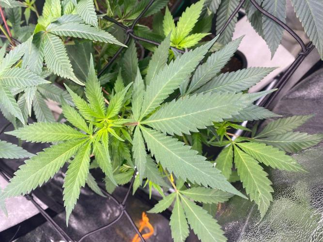 Ice Cream Cake (Clone by Seed Junky Gen). Week 4