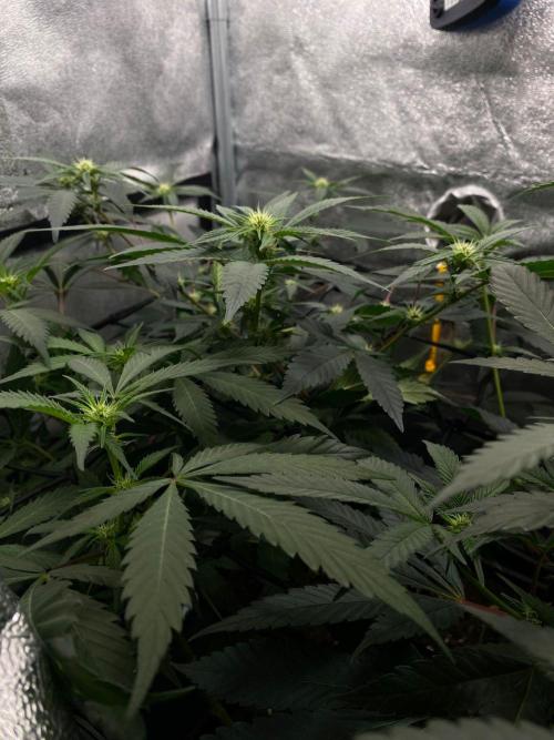 Ice Cream Cake (Clone by Seed Junky Gen). Week 5