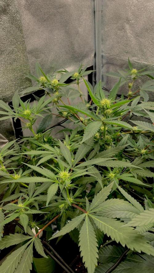 Ice Cream Cake (Clone by Seed Junky Gen). Week 5