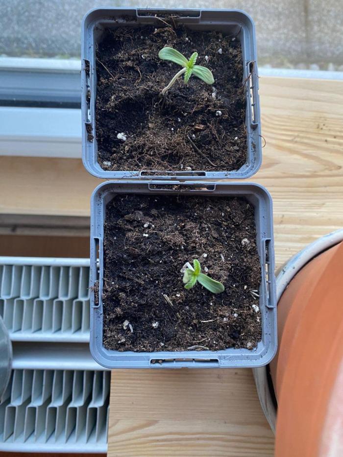 Poddy Mouth (Humboldt Seeds Co). Week 1
