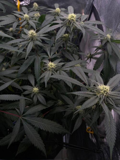 Studio 54 (Deep East x Doja clone). Week 6