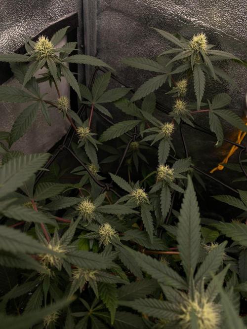 Cap Junky (Seed Junky Genetics Cut). Week 6