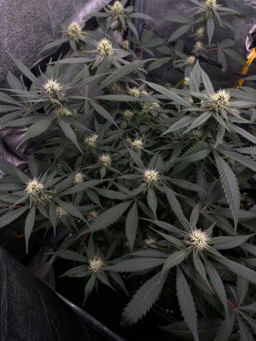 Ice Cream Cake (Clone by Seed Junky Gen). Week 6