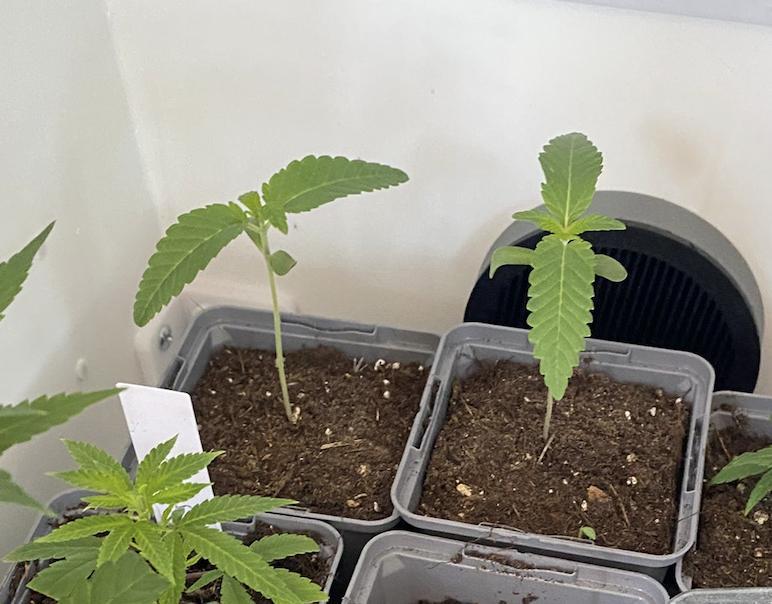 Poddy Mouth (Humboldt Seeds Co). Week 2