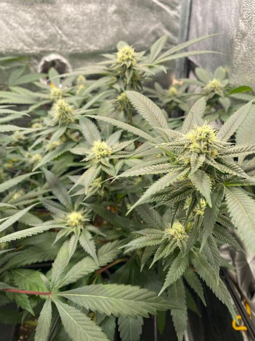 Studio 54 (Deep East x Doja clone). Week 7