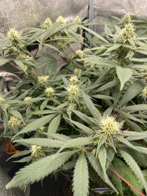 Ice Cream Cake (Clone by Seed Junky Gen). Week 7