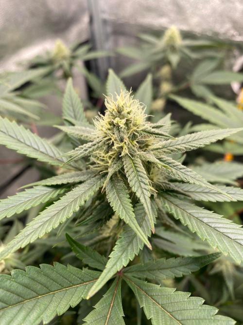 Cap Junky (Seed Junky Genetics Cut). Week 7