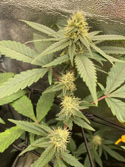 Cap Junky (Seed Junky Genetics Cut). Week 7