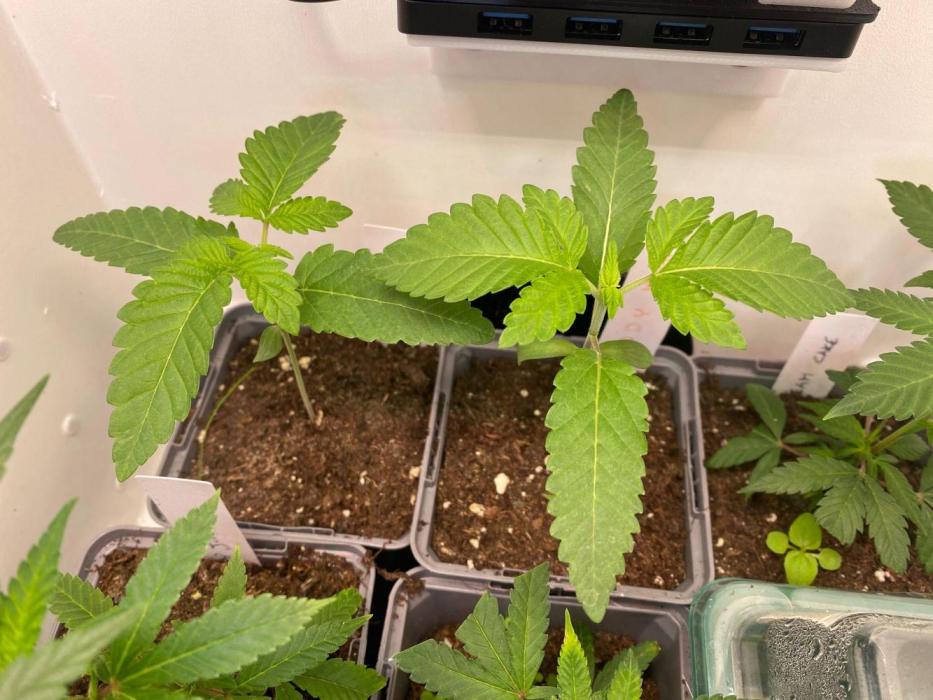 Poddy Mouth (Humboldt Seeds Co). Week 3