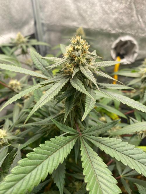 Cap Junky (Seed Junky Genetics Cut). Week 8