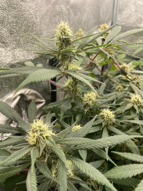 Cap Junky (Seed Junky Genetics Cut). Week 8
