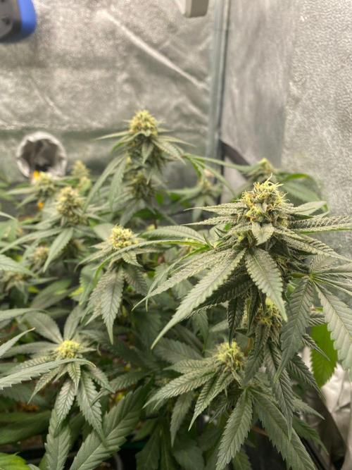 Studio 54 (Deep East x Doja clone). Week 8