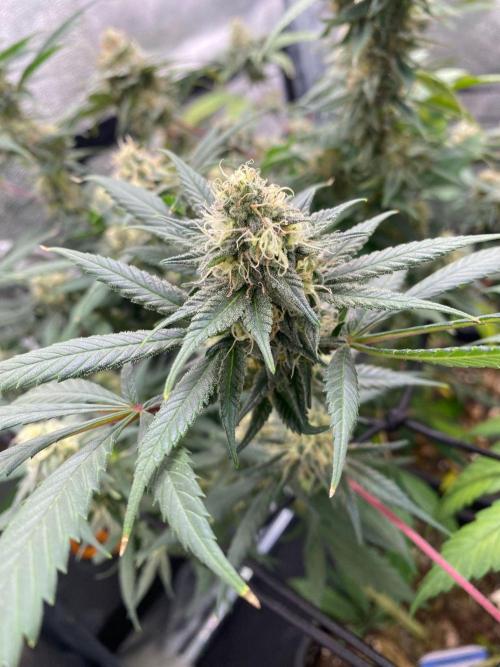 Ice Cream Cake (Clone by Seed Junky Gen). Week 9