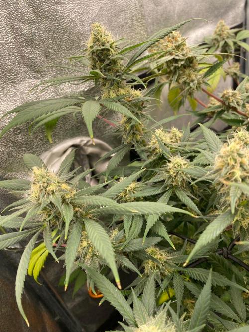 Ice Cream Cake (Clone by Seed Junky Gen). Week 9