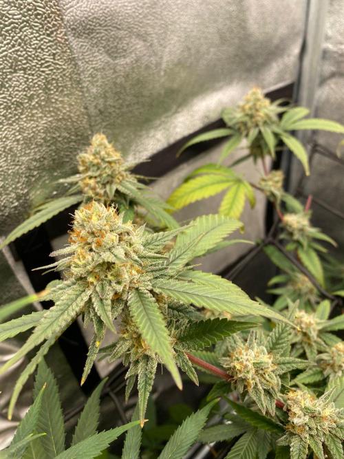 Cap Junky (Seed Junky Genetics Cut). Week 9
