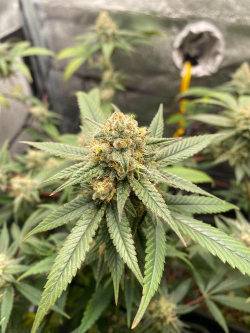 Cap Junky (Seed Junky Genetics Cut). Week 9