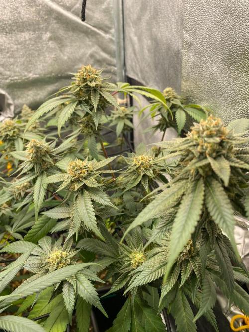 Studio 54 (Deep East x Doja clone). Week 9