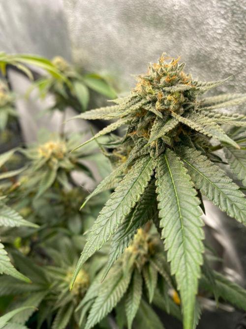 Studio 54 (Deep East x Doja clone). Week 9