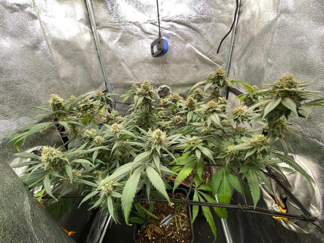 Studio 54 (Deep East x Doja clone). Week 9