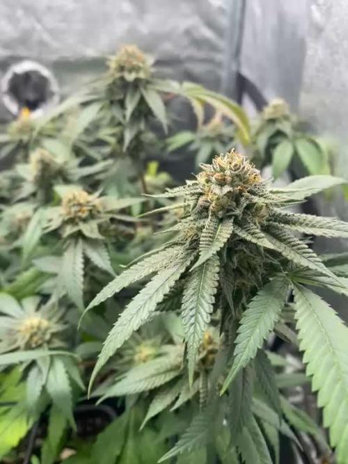 Cap Junky (Seed Junky Genetics Cut)