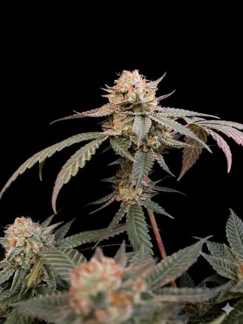 Studio 54 (Deep East x Doja clone). Week 10