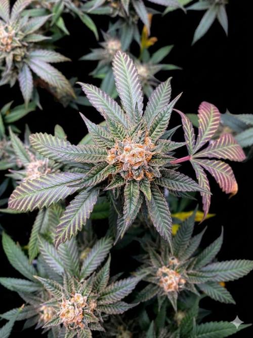 Studio 54 (Deep East x Doja clone). Week 10