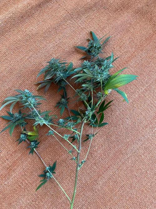 Studio 54 (Deep East x Doja clone). Week 11