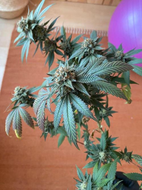 Studio 54 (Deep East x Doja clone). Week 11