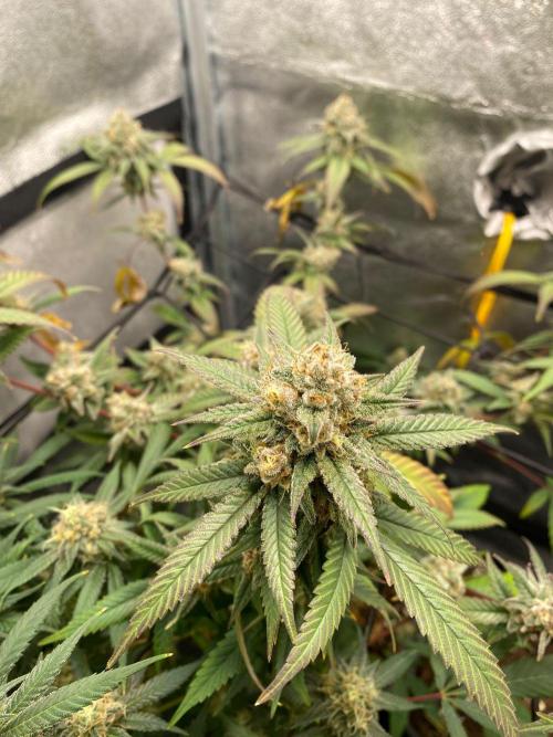 Cap Junky (Seed Junky Genetics Cut). Week 10