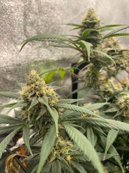 Ice Cream Cake (Clone by Seed Junky Gen). Week 10