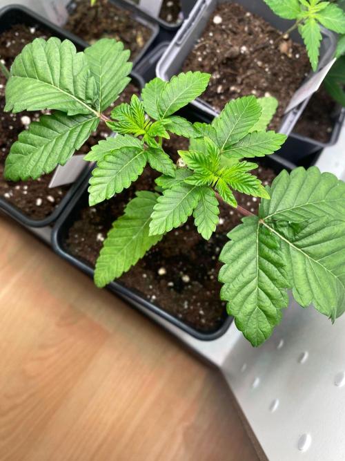 Poddy Mouth (Humboldt Seeds Co). Week 6