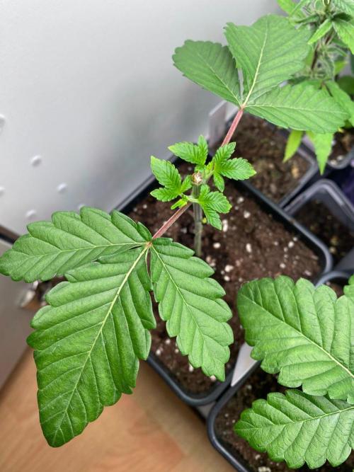 Poddy Mouth (Humboldt Seeds Co). Week 6