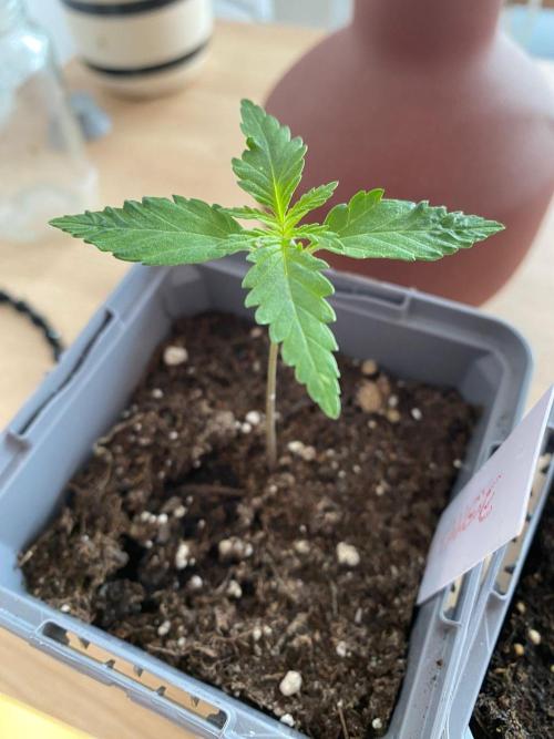 Tropical Tangie (Dutch Passion). Week 4