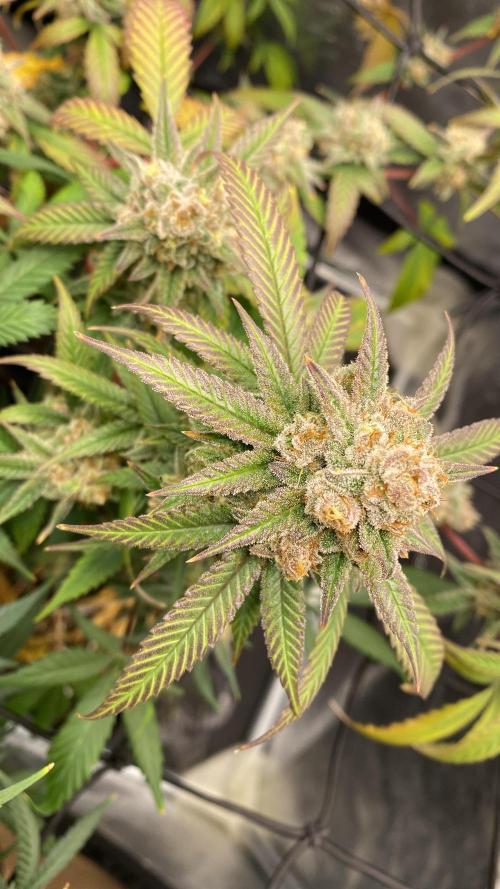 Cap Junky (Seed Junky Genetics Cut). Week 10