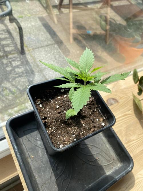 Tropical Tangie (Dutch Passion). Week 5