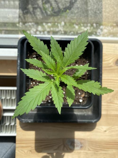 Tropical Tangie. Week 5