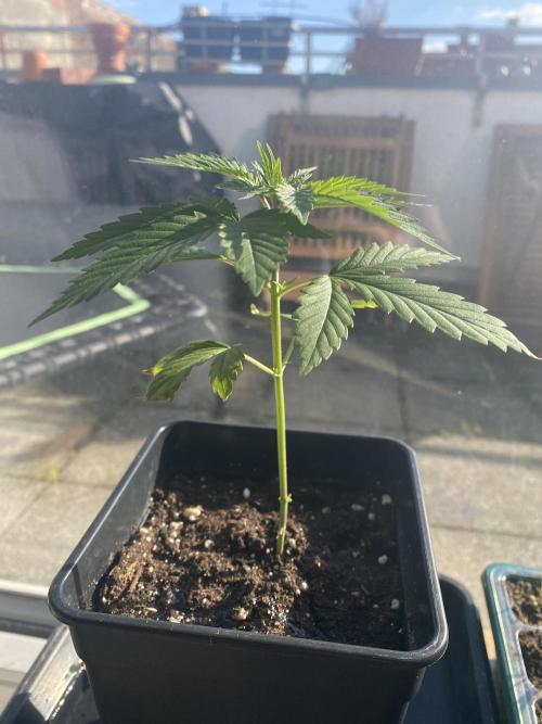 Tropical Tangie (Dutch Passion). Week 6