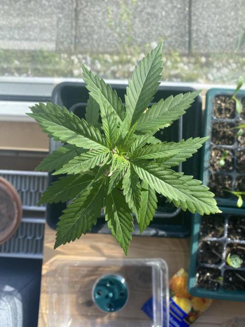 Tropical Tangie. Week 6