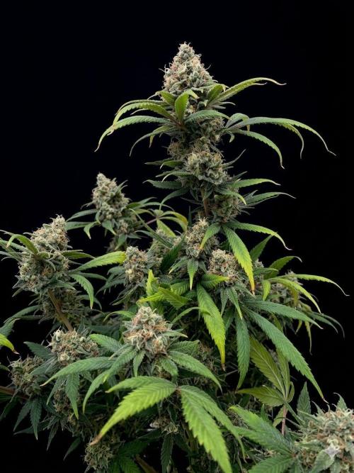 Ice Cream Cake (Clone by Seed Junky Gen). Week 12