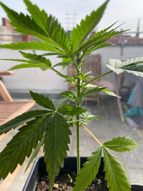 Tropical Tangie (Dutch Passion). Week 7
