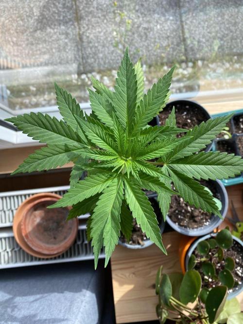 Tropical Tangie (Dutch Passion). Week 7