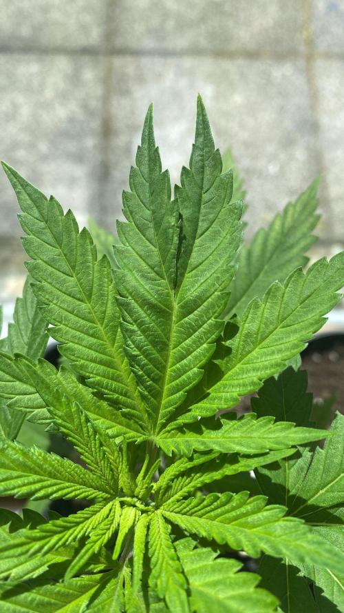 Tropical Tangie. Week 7