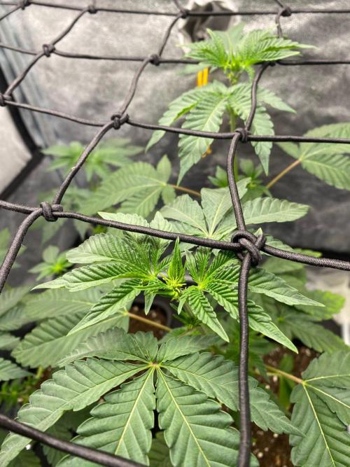 Poddy Mouth (Humboldt Seeds Co). Week 9