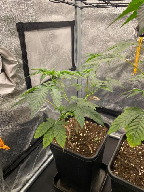 Poddy Mouth (Humboldt Seeds Co). Week 9