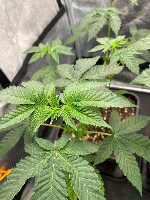Poddy Mouth (Humboldt Seeds Co). Week 9