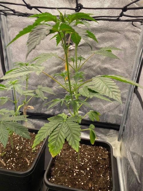 Poddy Mouth (Humboldt Seeds Co). Week 9