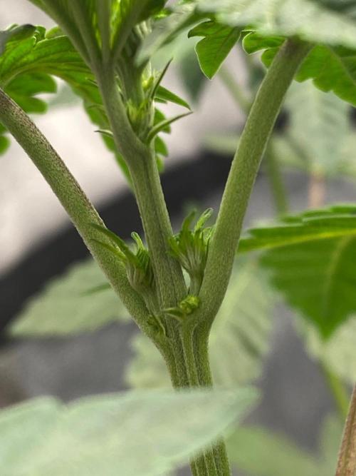 Poddy Mouth (Humboldt Seeds Co). Week 9 - sadness