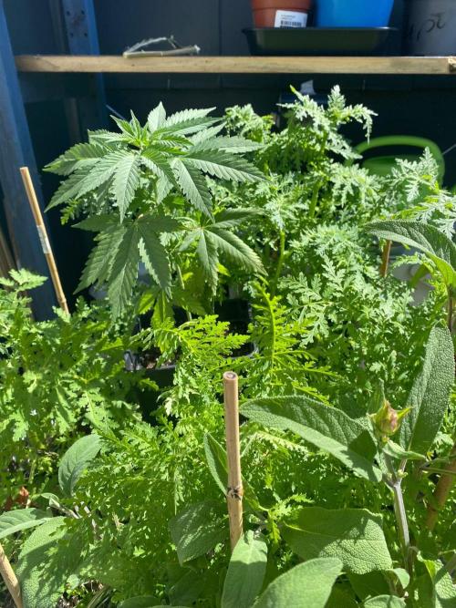 Tropical Tangie (Dutch Passion). Week 8