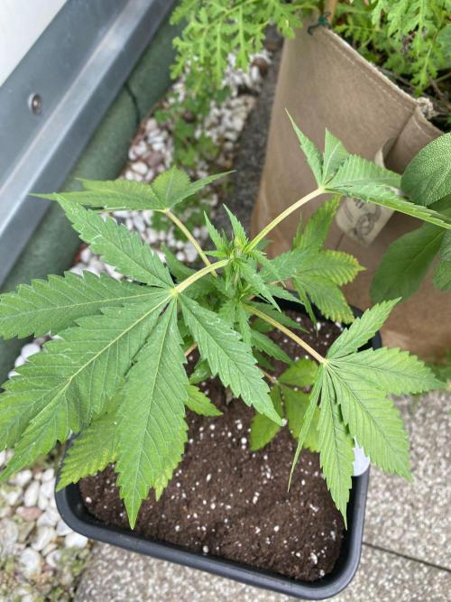 Tropical Tangie. Week 8